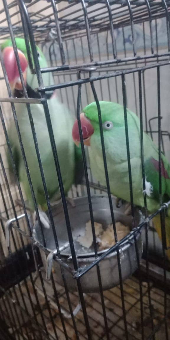 Raw Parrot / Parrot / green parrot /   طوطا 1