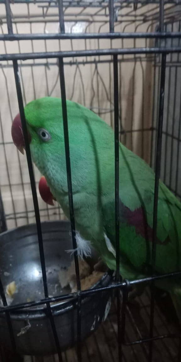 Raw Parrot / Parrot / green parrot /   طوطا 2