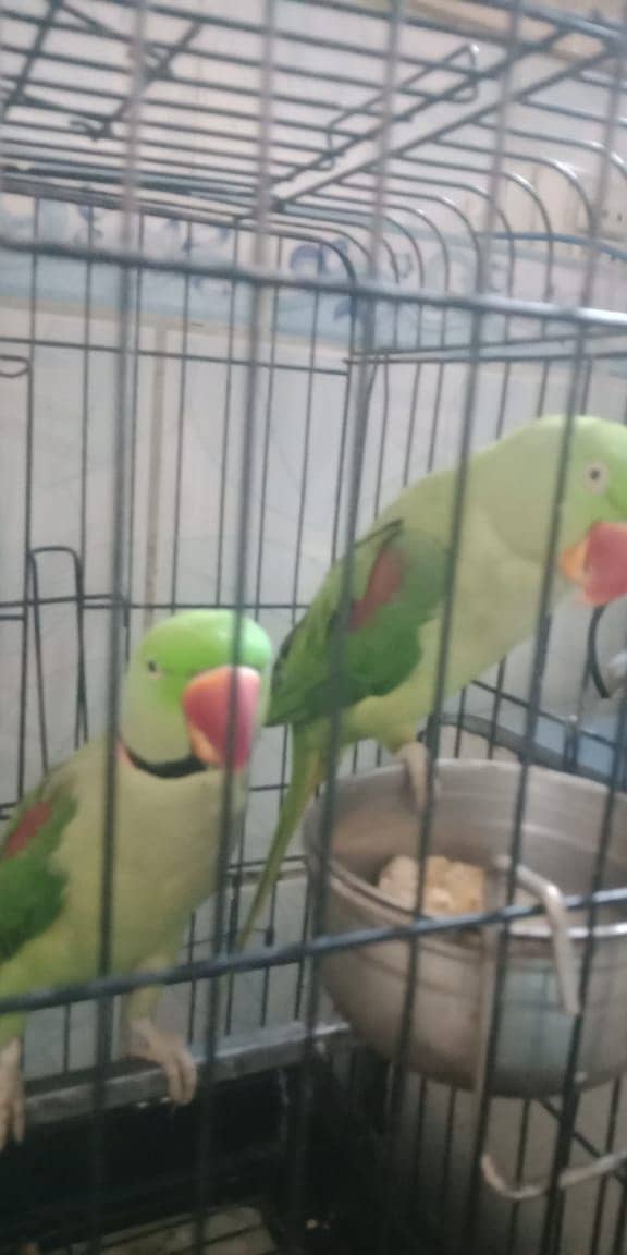 Raw Parrot / Parrot / green parrot /   طوطا 3