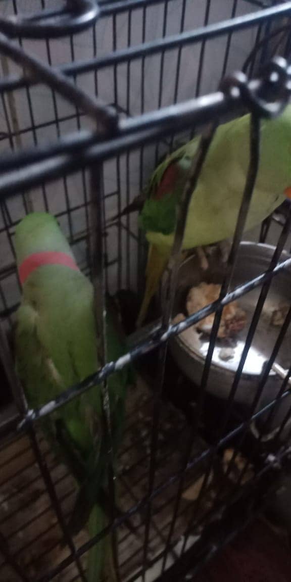 Raw Parrot / Parrot / green parrot /   طوطا 4