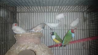 Gouldian, Java, Batear 03462554298