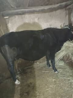 jersey cow