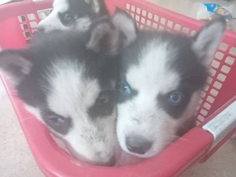 Husky Puppies | Wooly Coat | Siberaian Huskys | Healthy & Active 2