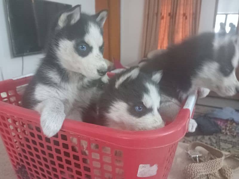 Husky Puppies | Wooly Coat | Siberaian Huskys | Healthy & Active 5