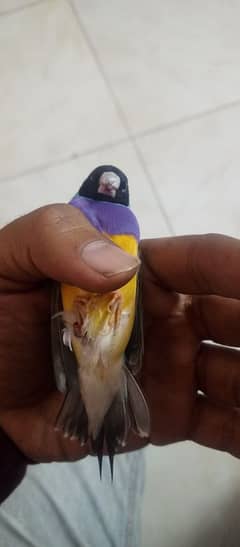 Gouldian finch