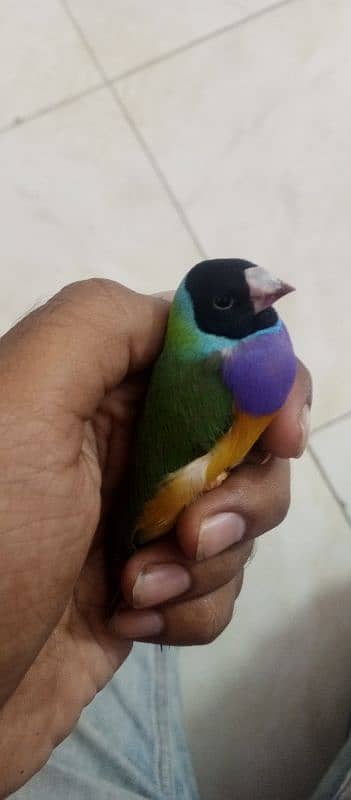 Gouldian finch 1