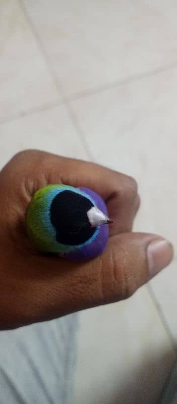 Gouldian finch 2