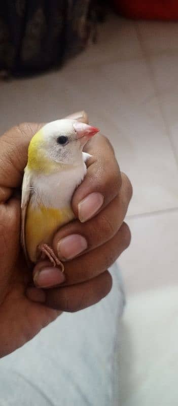 Gouldian finch 4