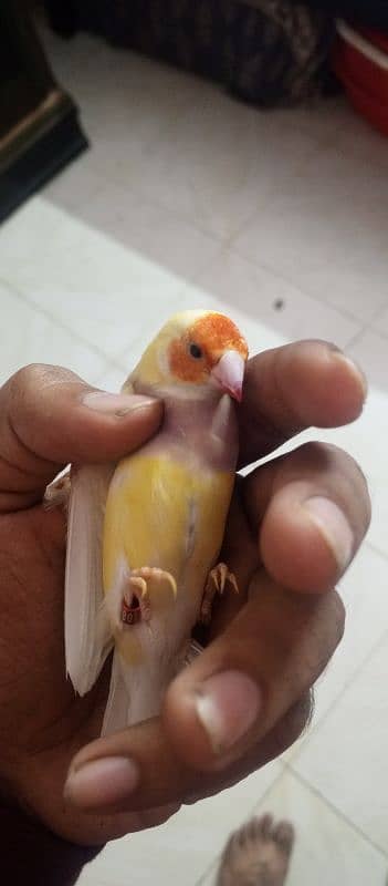 Gouldian finch 6