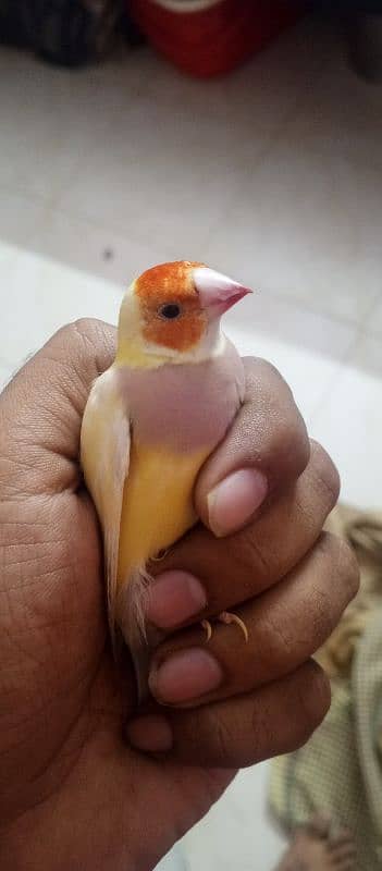 Gouldian finch 7