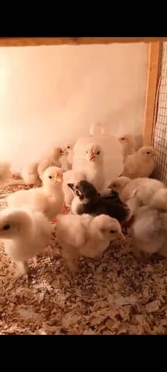 white/black buff chicks 10 days