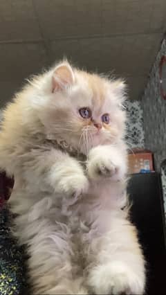 Persian female kitten