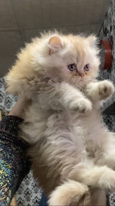 Persian female kitten 1