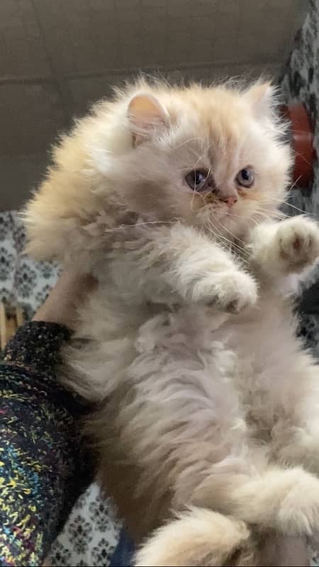 Persian female kitten 2