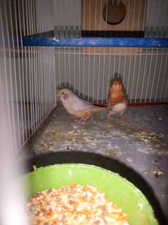 half orange finch pair for sale