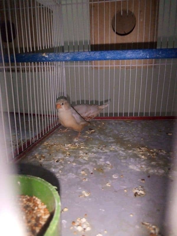 half orange finch pair for sale 1