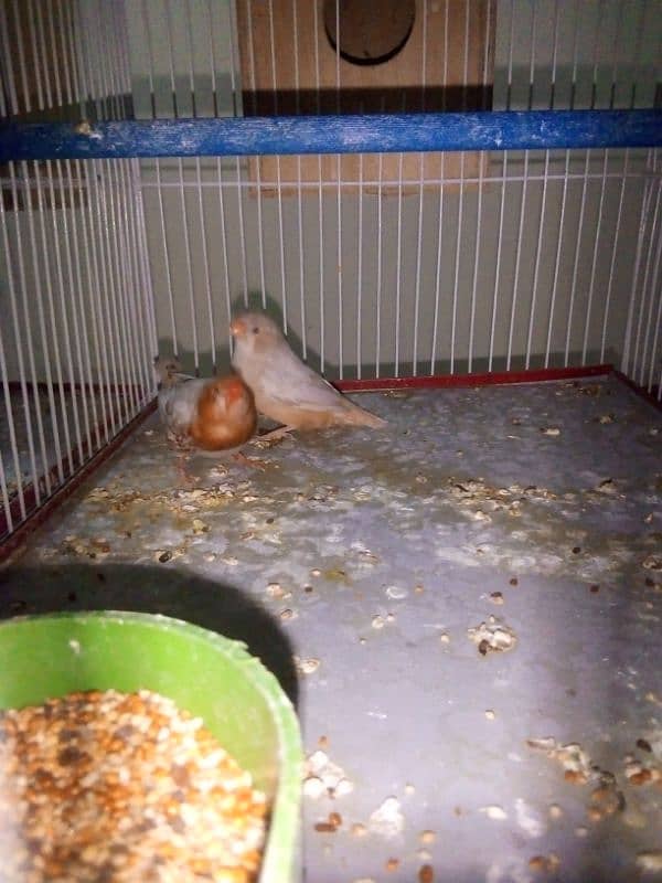 half orange finch pair for sale 2