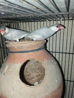 Silver java gray java and White java only male