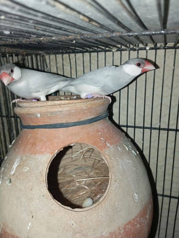 Silver java gray java and White java only male 0