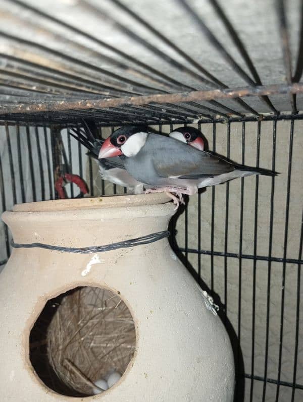 Silver java gray java and White java only male 1