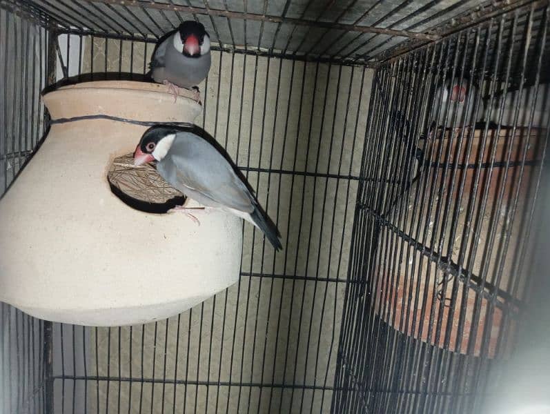 Silver java gray java and White java only male 3