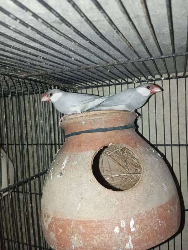 Silver java gray java and White java only male 4