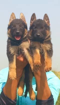 German shepherd puppies for sale / puppy / GSD pup / german shepherd