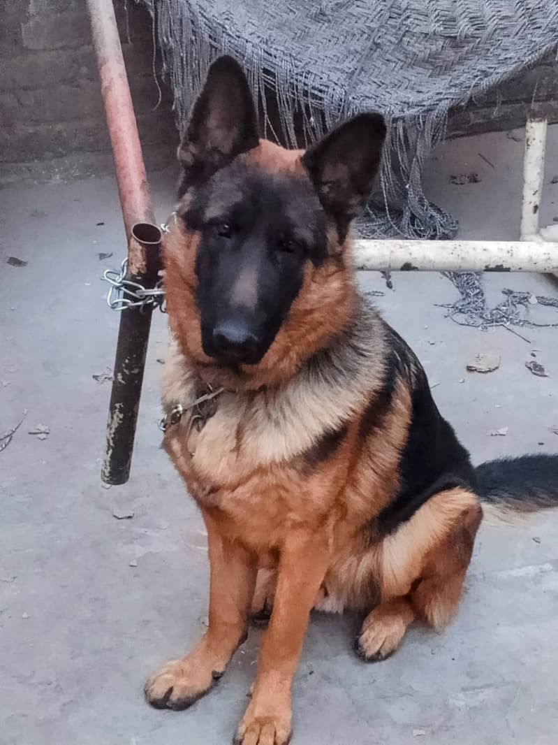 German shepherd dog exchange with pug pair 0