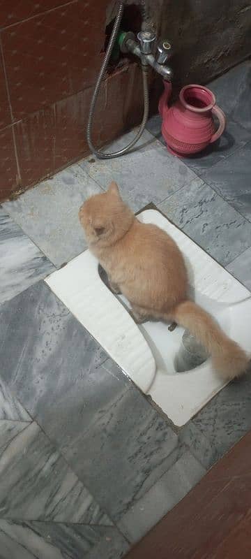 Cute Persian Brown Female Cat 1