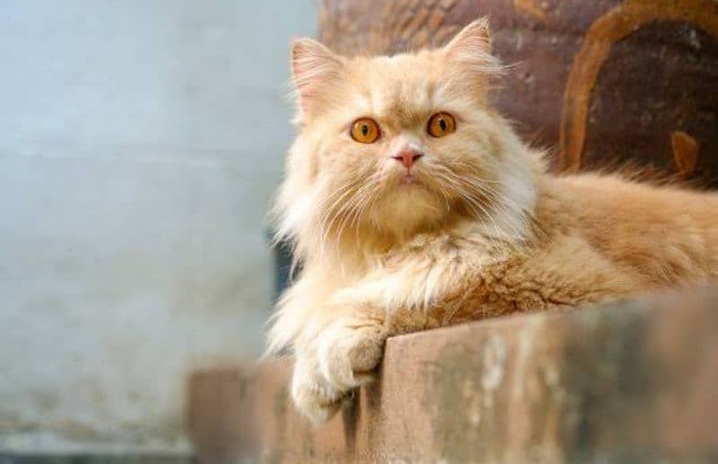 Cute Persian Brown Female Cat 2