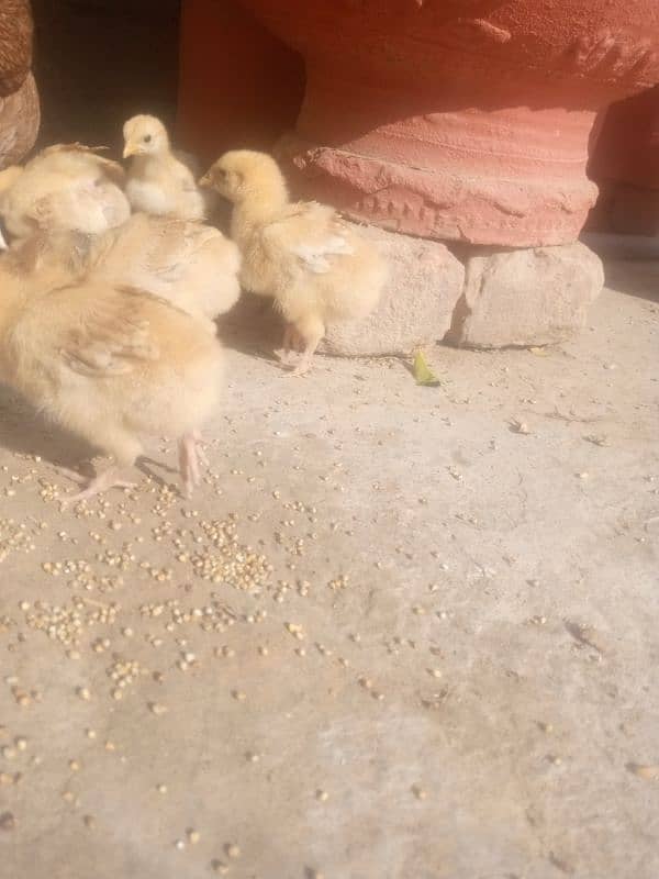 Golden buff Chicks 1