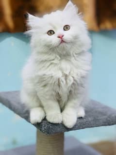 Persian Kittens | Punch Face | Triple Coated | male | 03124188513