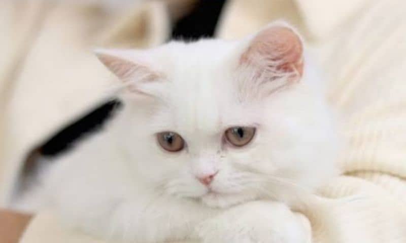 Persian cat for sale double coated 0