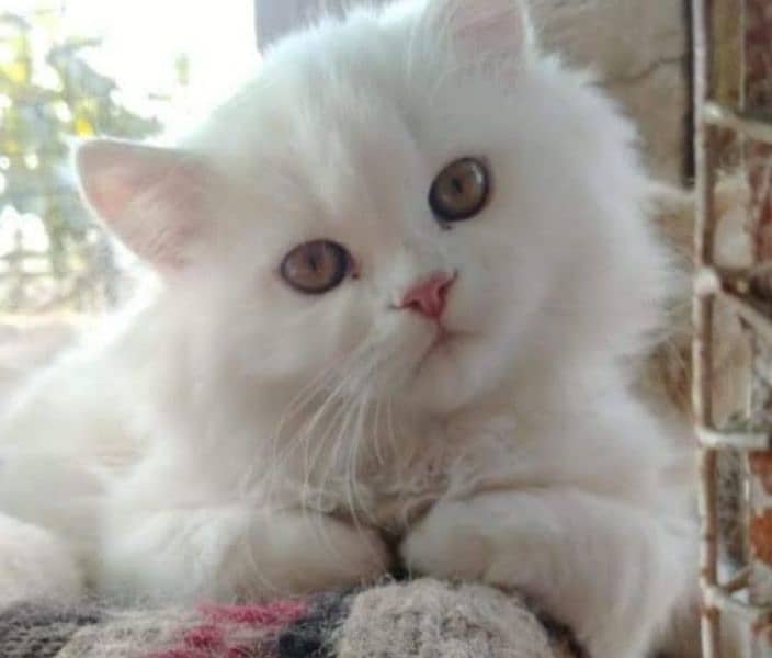 Persian cat for sale double coated 1