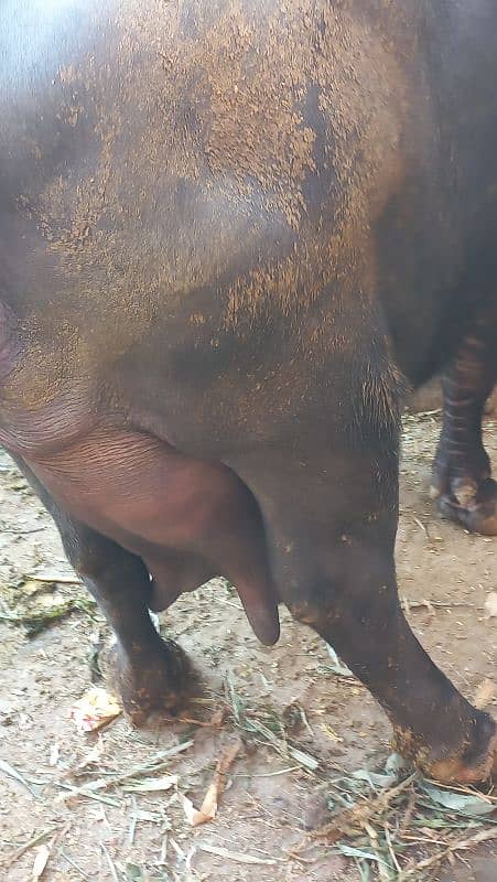 pure neli ravi buffalo 24kg cnfrm dodh sath female baby 0