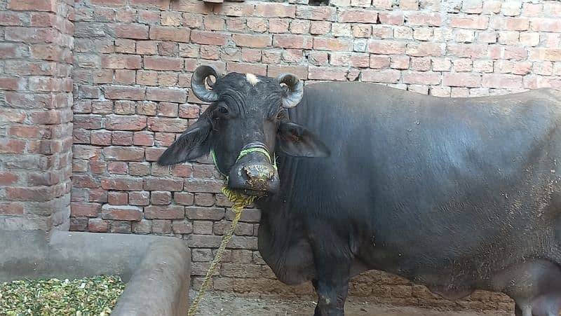 pure neli ravi buffalo 24kg cnfrm dodh sath female baby 1