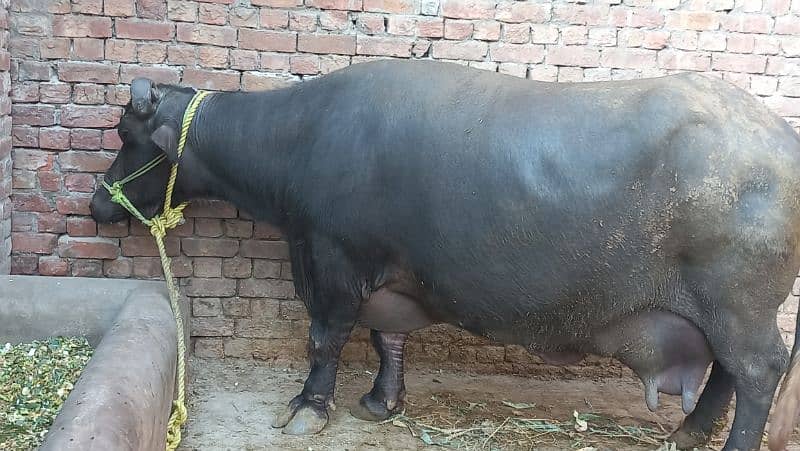 pure neli ravi buffalo 24kg cnfrm dodh sath female baby 2