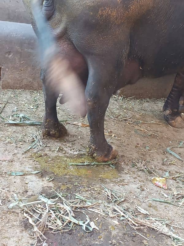 pure neli ravi buffalo 24kg cnfrm dodh sath female baby 3