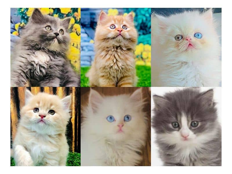 Persian hamalian british punch face piki face cat's and kitten's 0