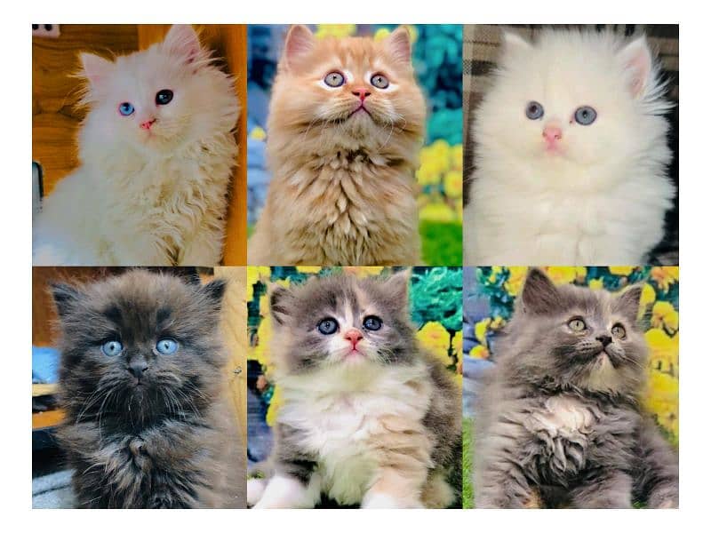 Persian hamalian british punch face piki face cat's and kitten's 0