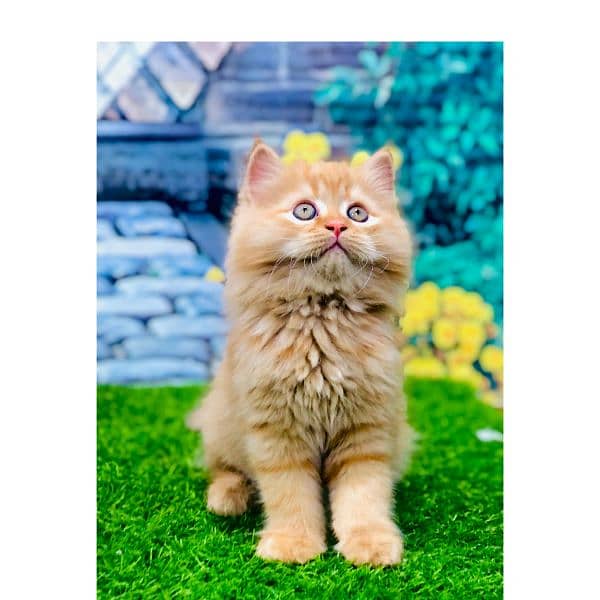 Persian hamalian british punch face piki face cat's and kitten's 10