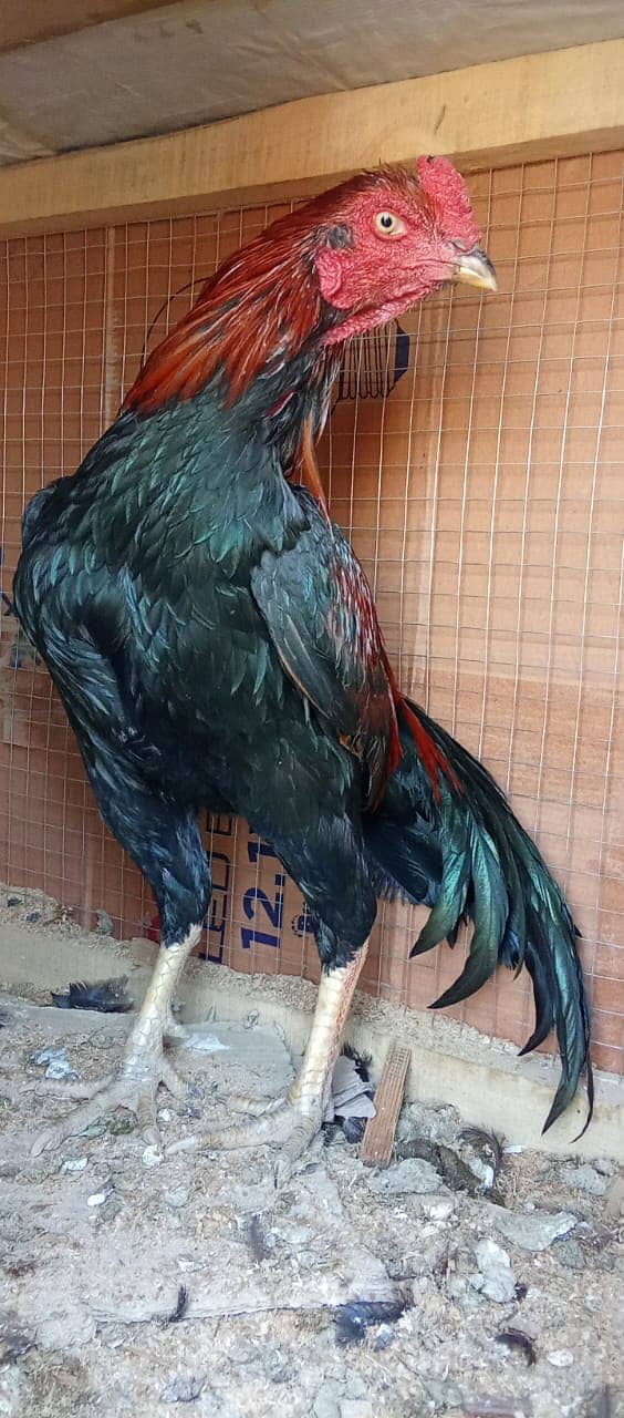 Aseel murgh for sale high quality 2