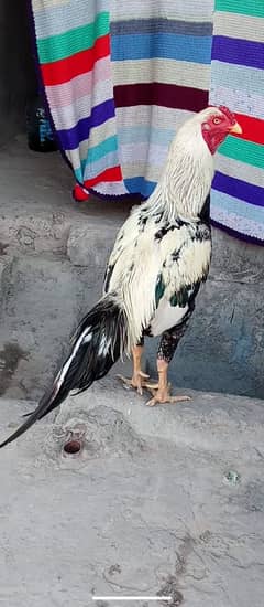 Aseel Murgh for sale high quality