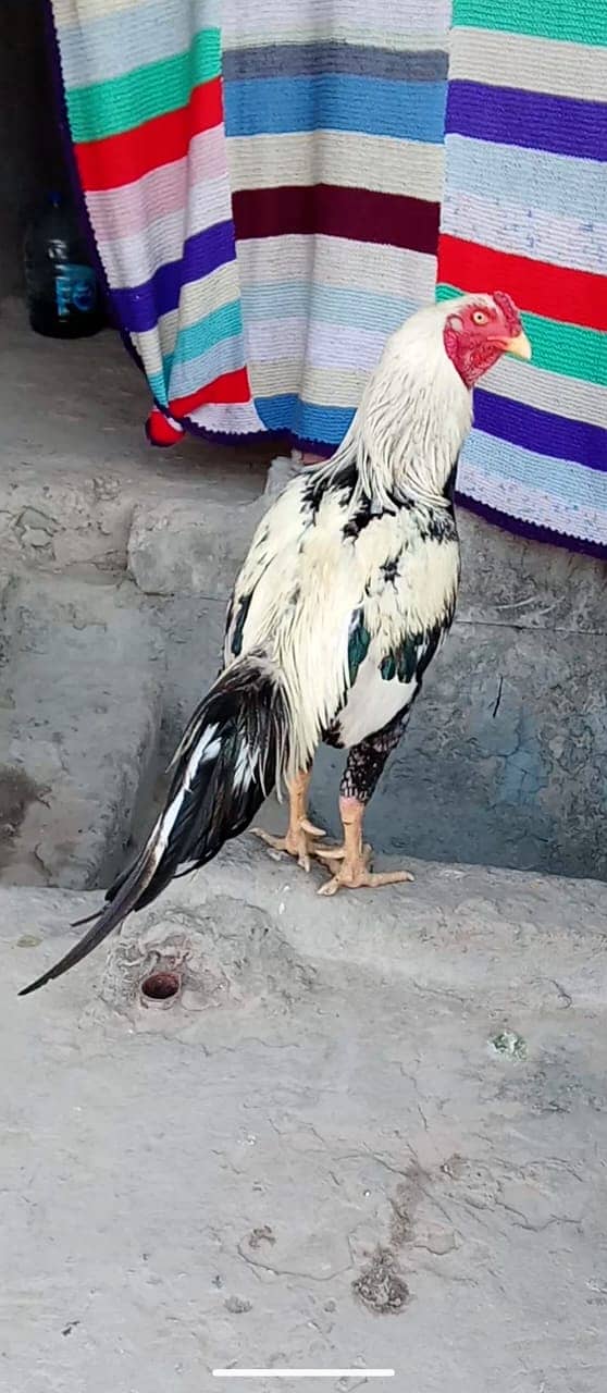 Aseel Murgh for sale high quality 1