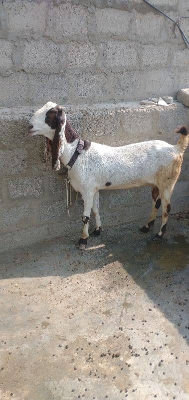 pateri bakri for sale urgent 0