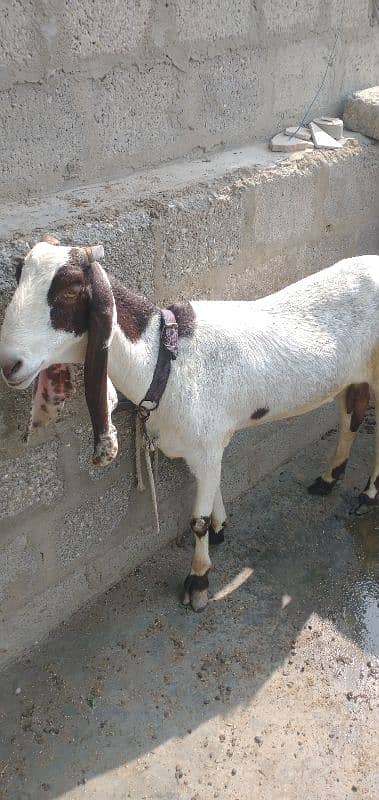 pateri bakri for sale urgent 1