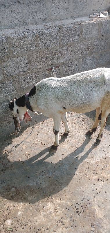 pateri bakri for sale urgent 6