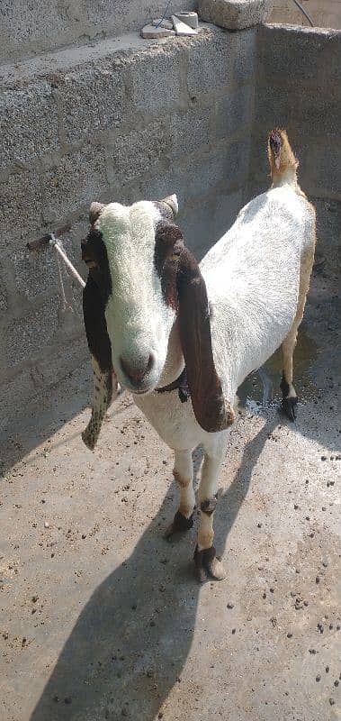 pateri bakri for sale urgent 7