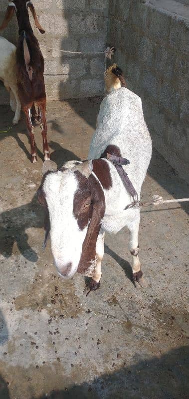 pateri bakri for sale urgent 8