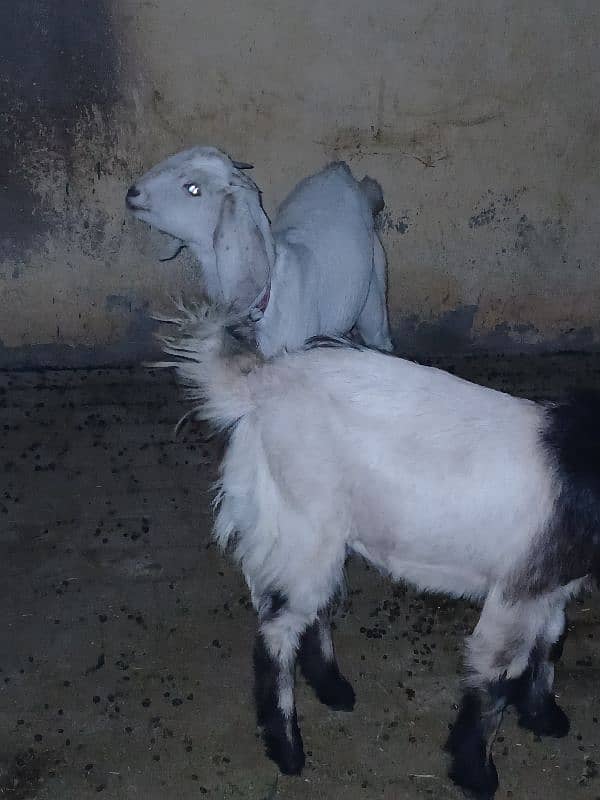 4 Goats for Sale 2